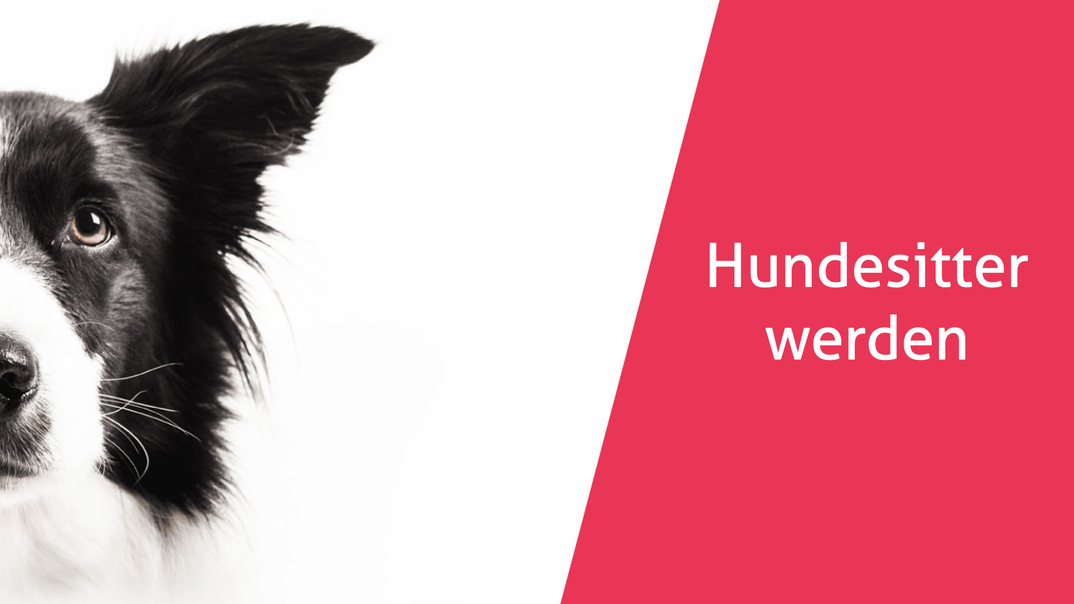 Hundesitter werden Hundesitter werden