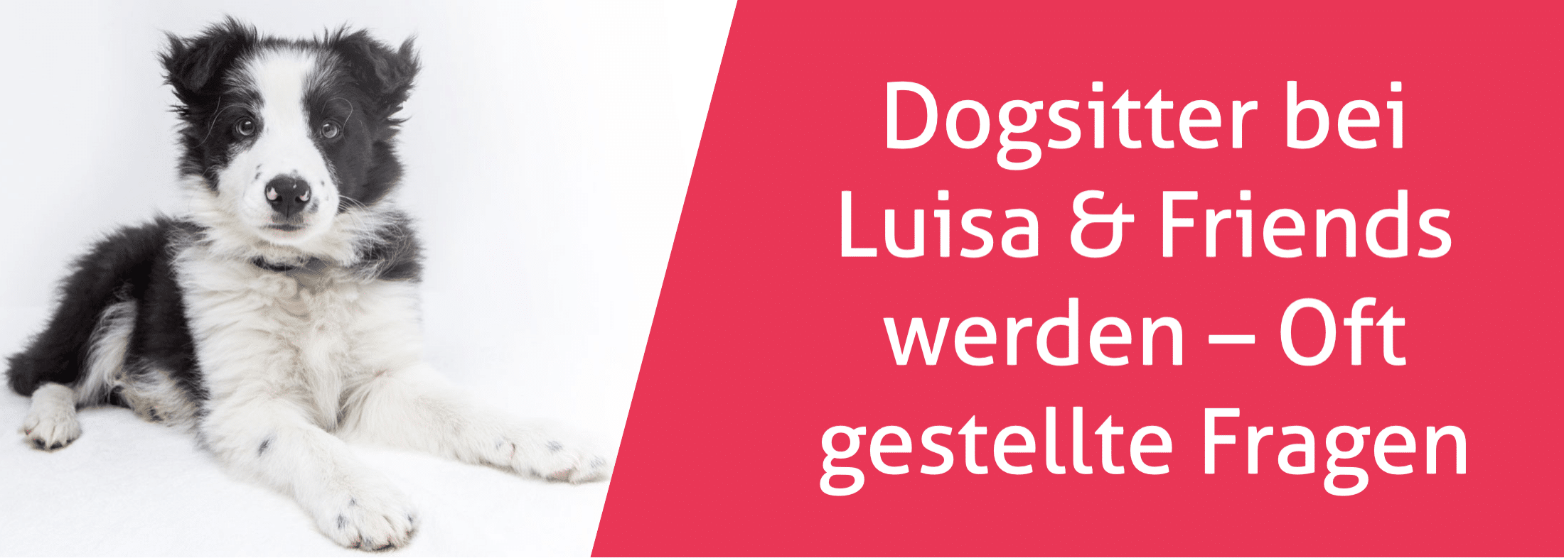 Dogsitter bei Luisa & Friends werden - Oft gestellte Fragen