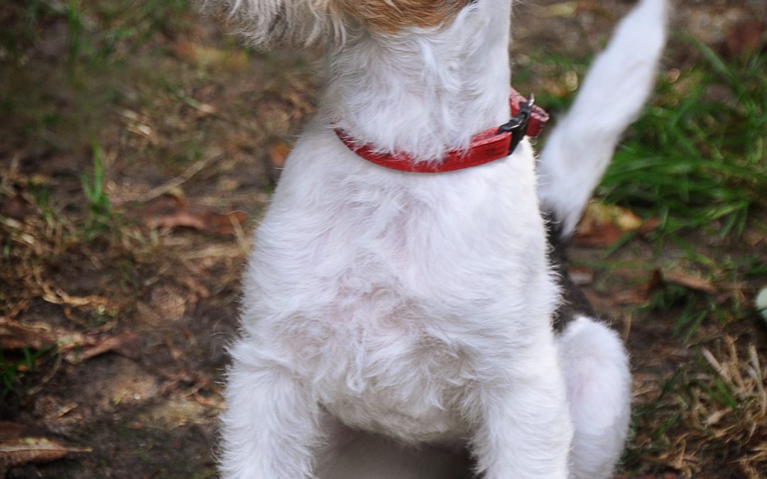 Checkliste und Ratgeber Einzug Welpe oder Tierschutzhund