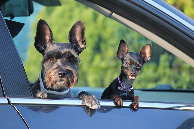 Euer Hund reist mit in den Sommer-Urlaub!